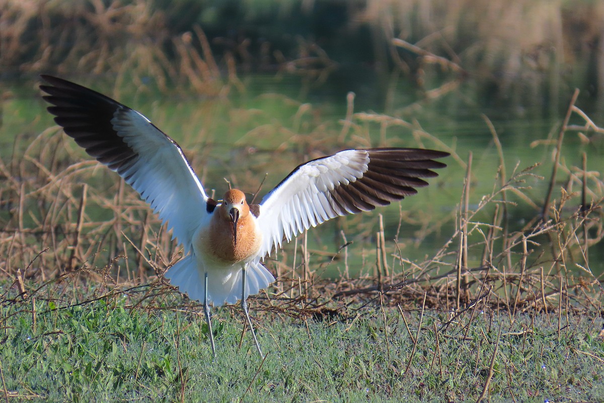 Avoceta Americana - ML619915900