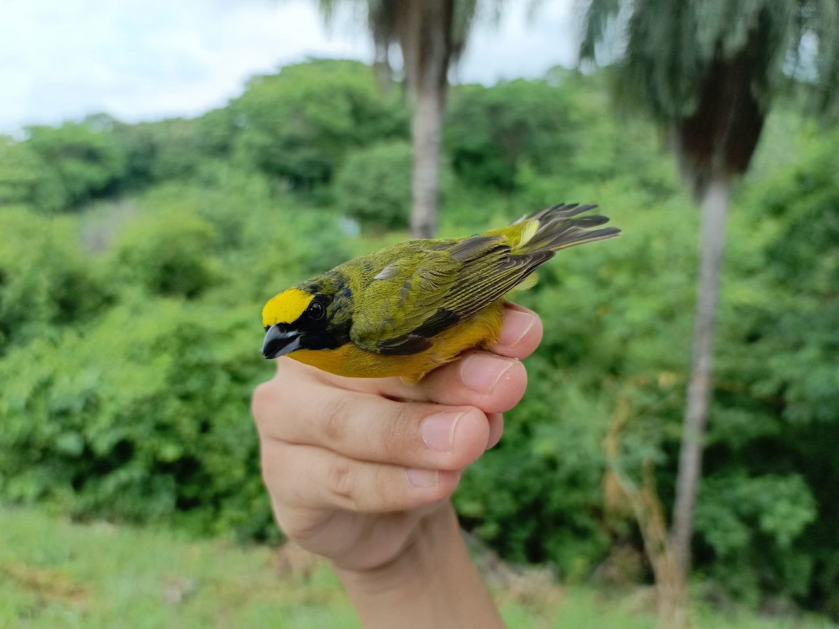 Orange-bellied Euphonia - ML619915917