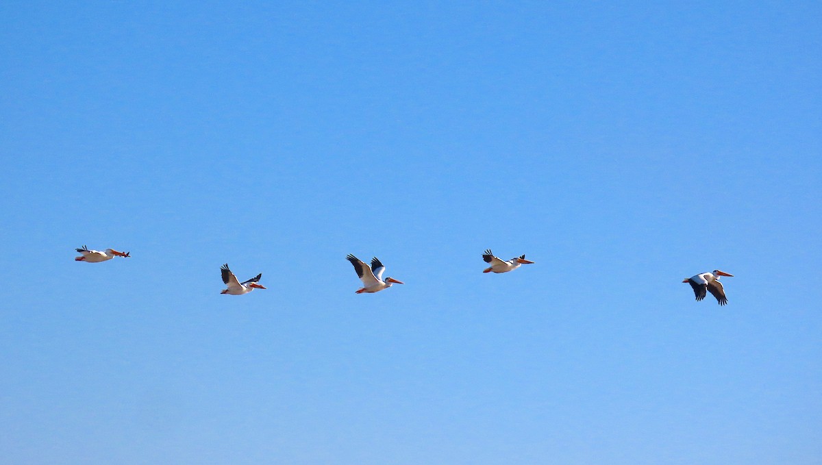 American White Pelican - ML619915920