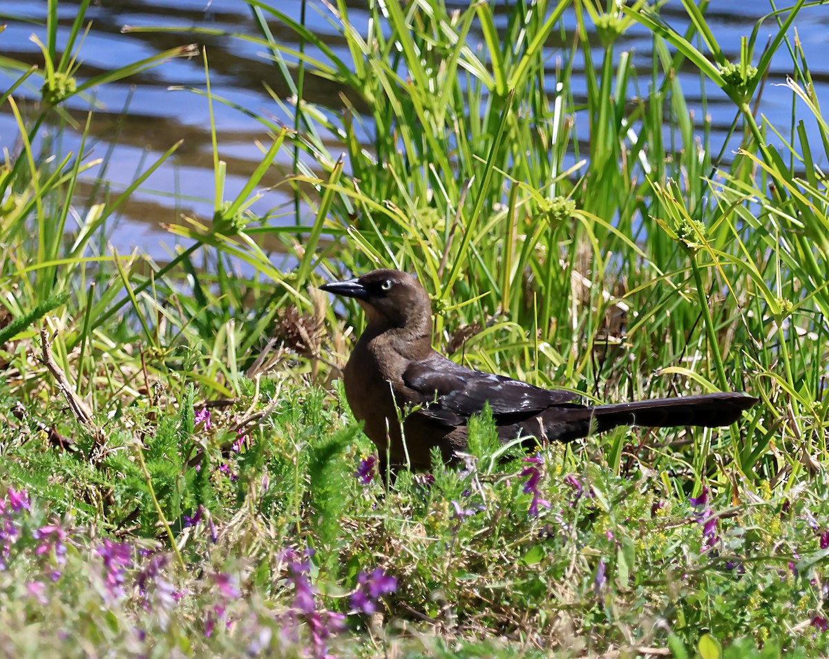 Great-tailed Grackle - ML619915932