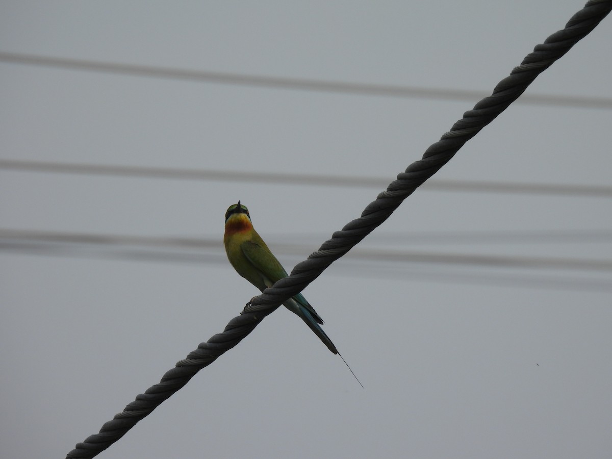 Blue-tailed Bee-eater - ML619915938