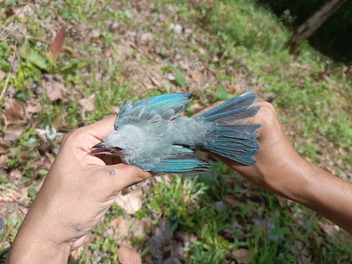 Blue-gray Tanager - ML619915939