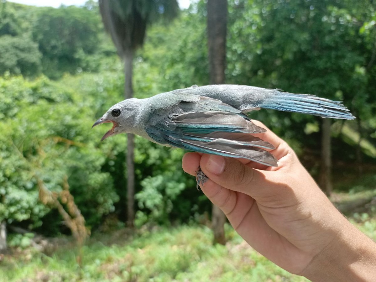 Blue-gray Tanager - ML619915943