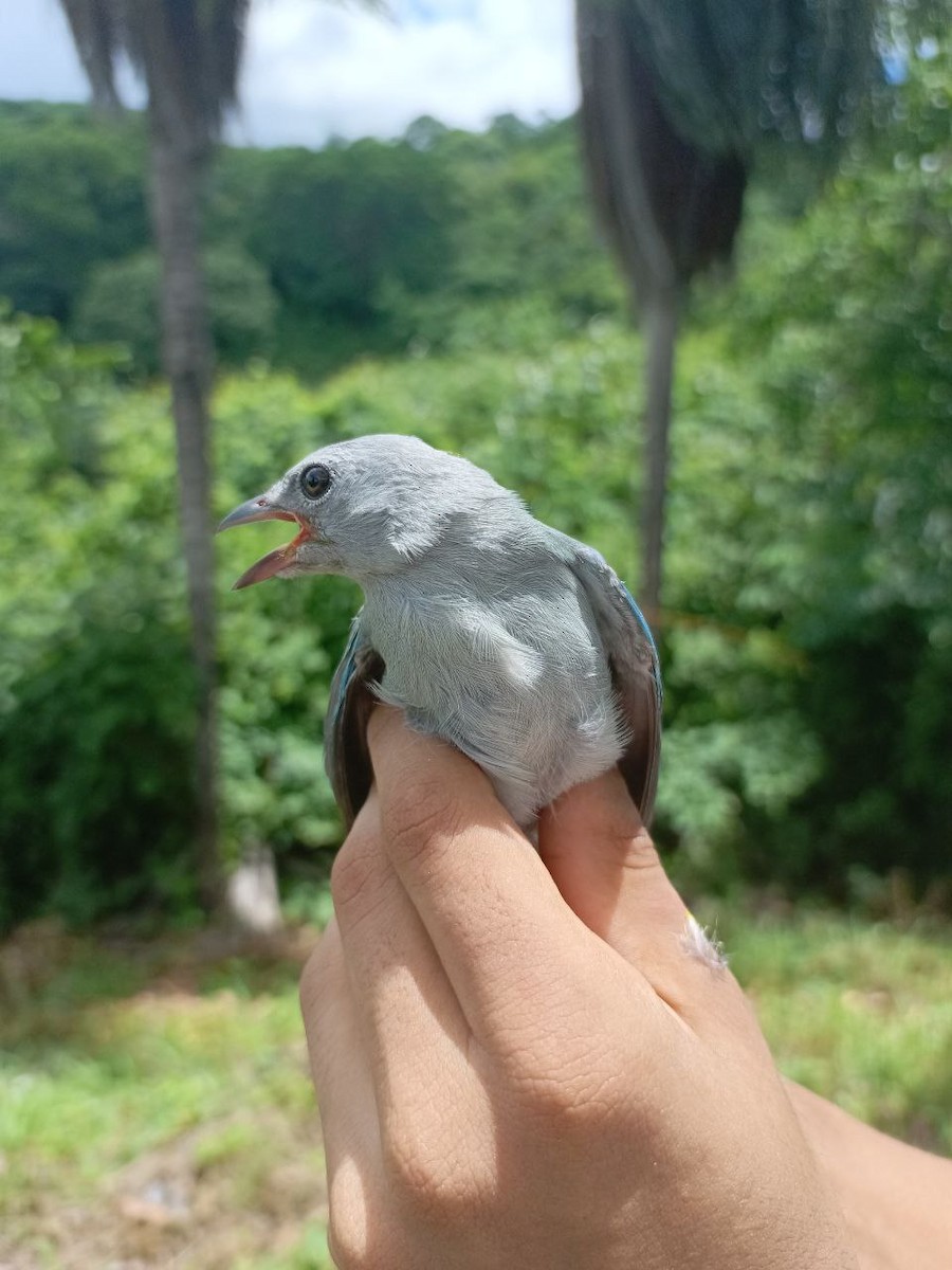 Blue-gray Tanager - ML619915944