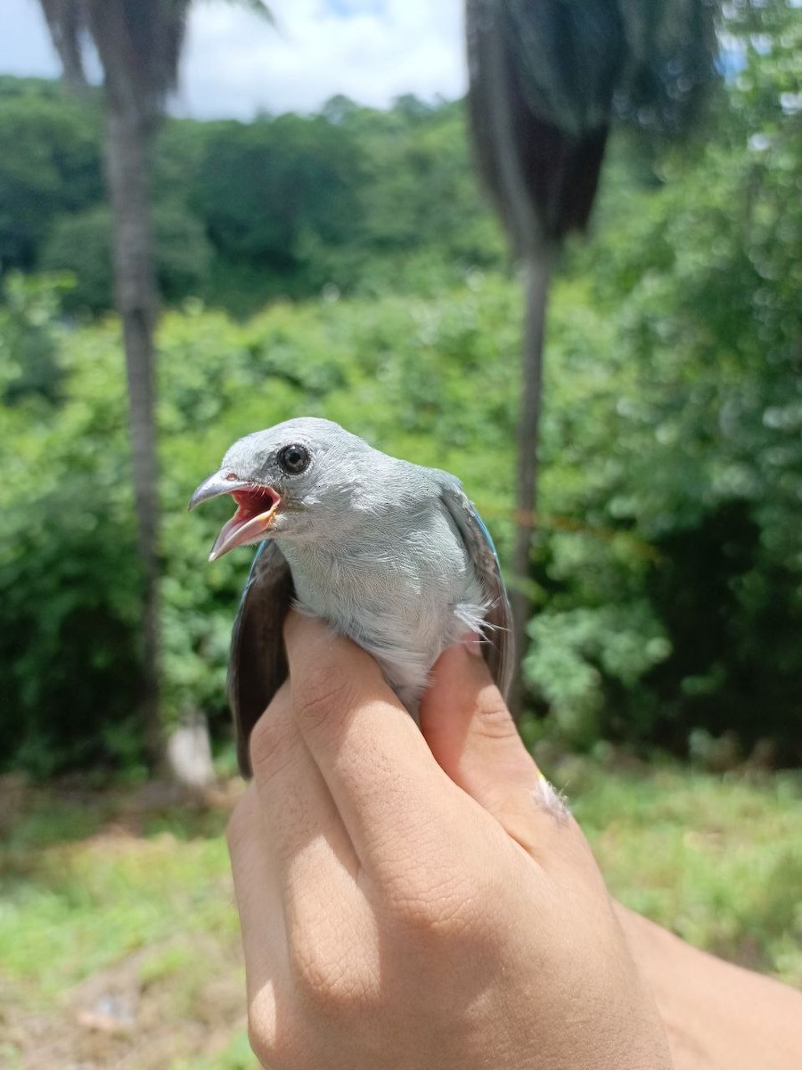 Blue-gray Tanager - ML619915945