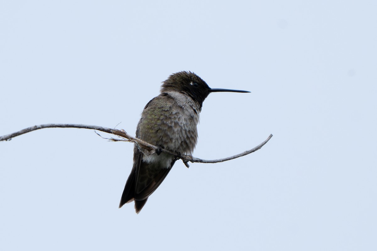 Black-chinned Hummingbird - ML619915949