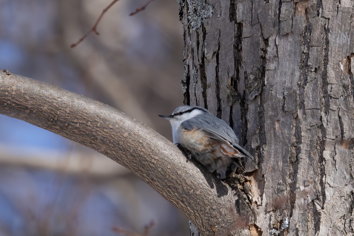 Eurasian Nuthatch - ML619915961