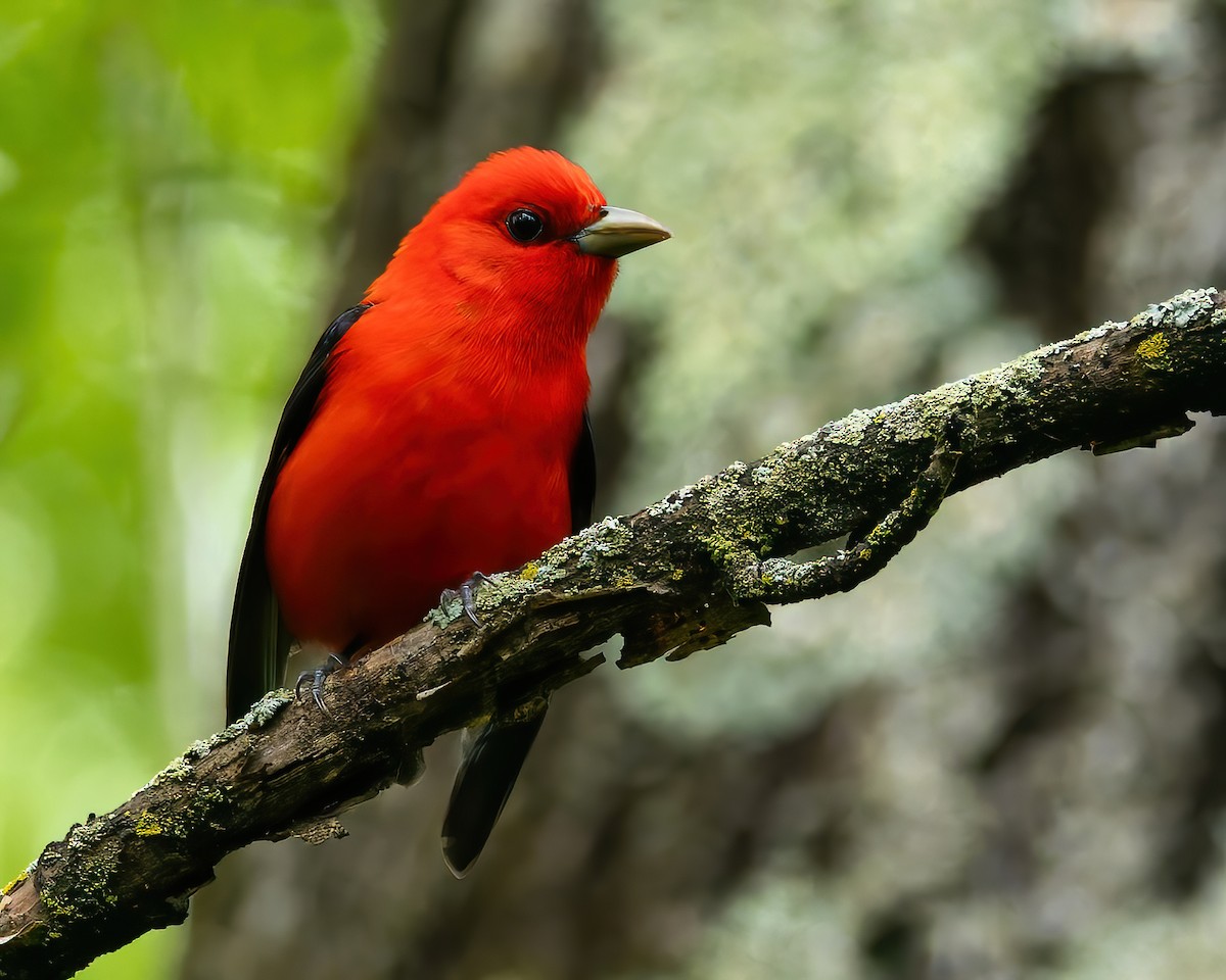 Scarlet Tanager - ML619915968
