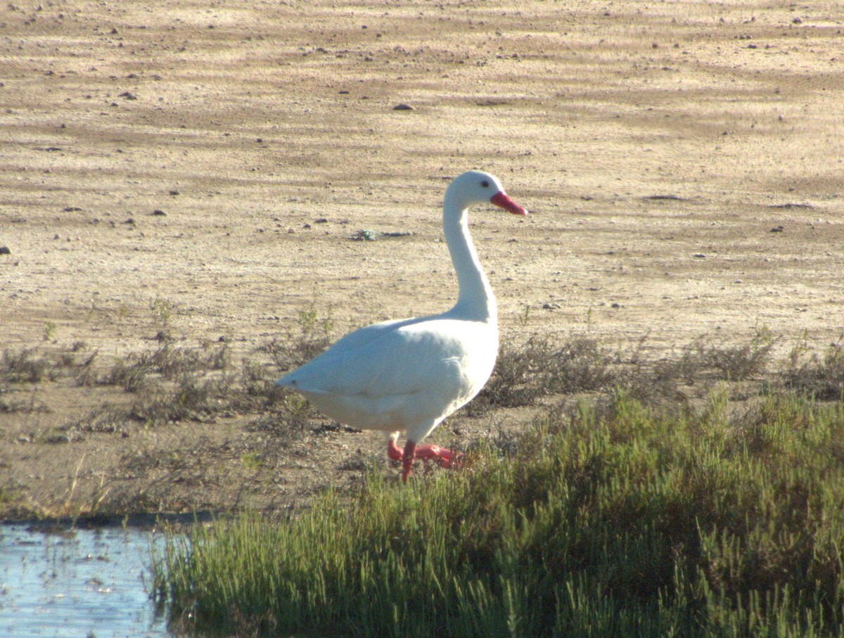 Coscoroba Swan - ML619915969