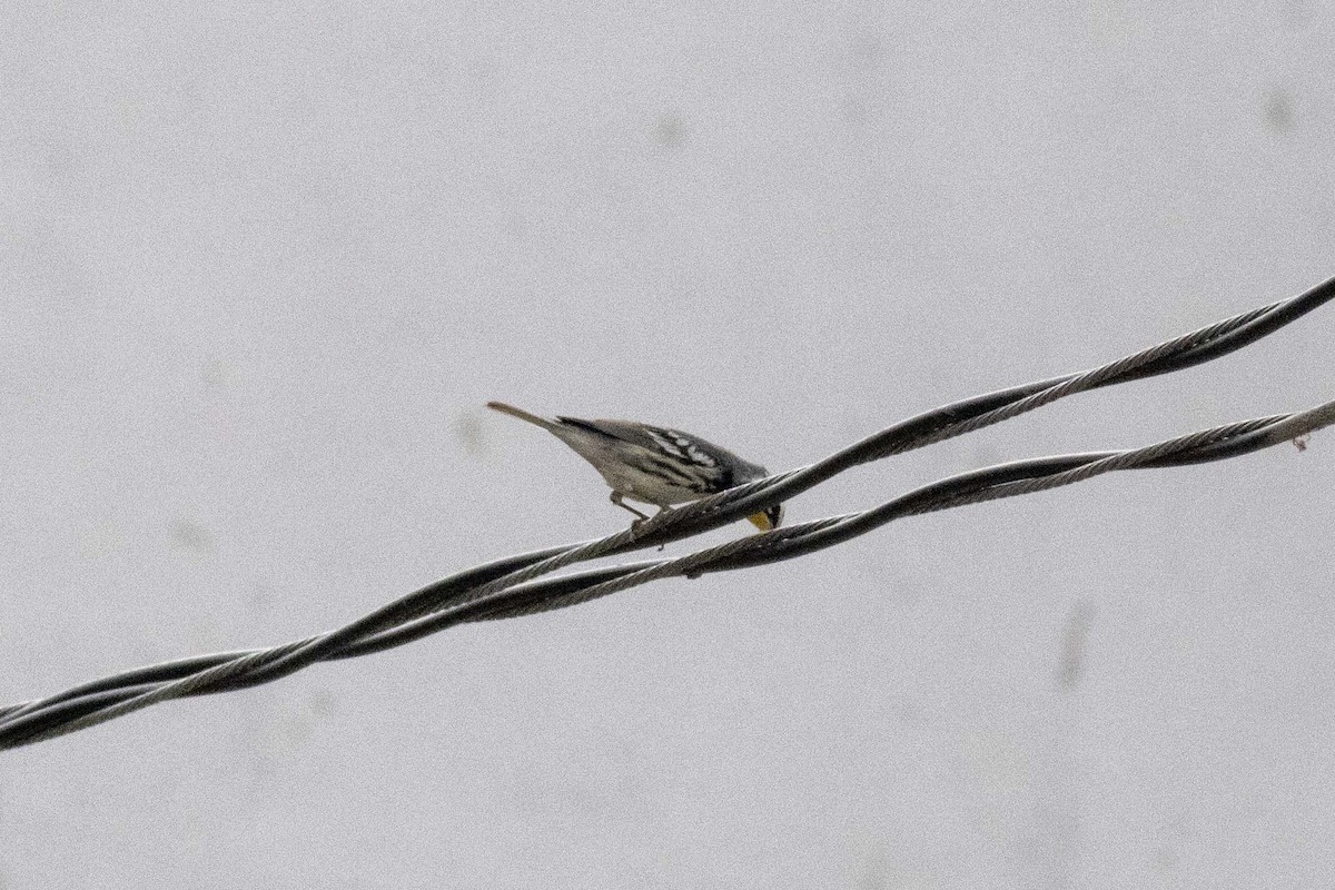 Yellow-throated Warbler - ML619915974