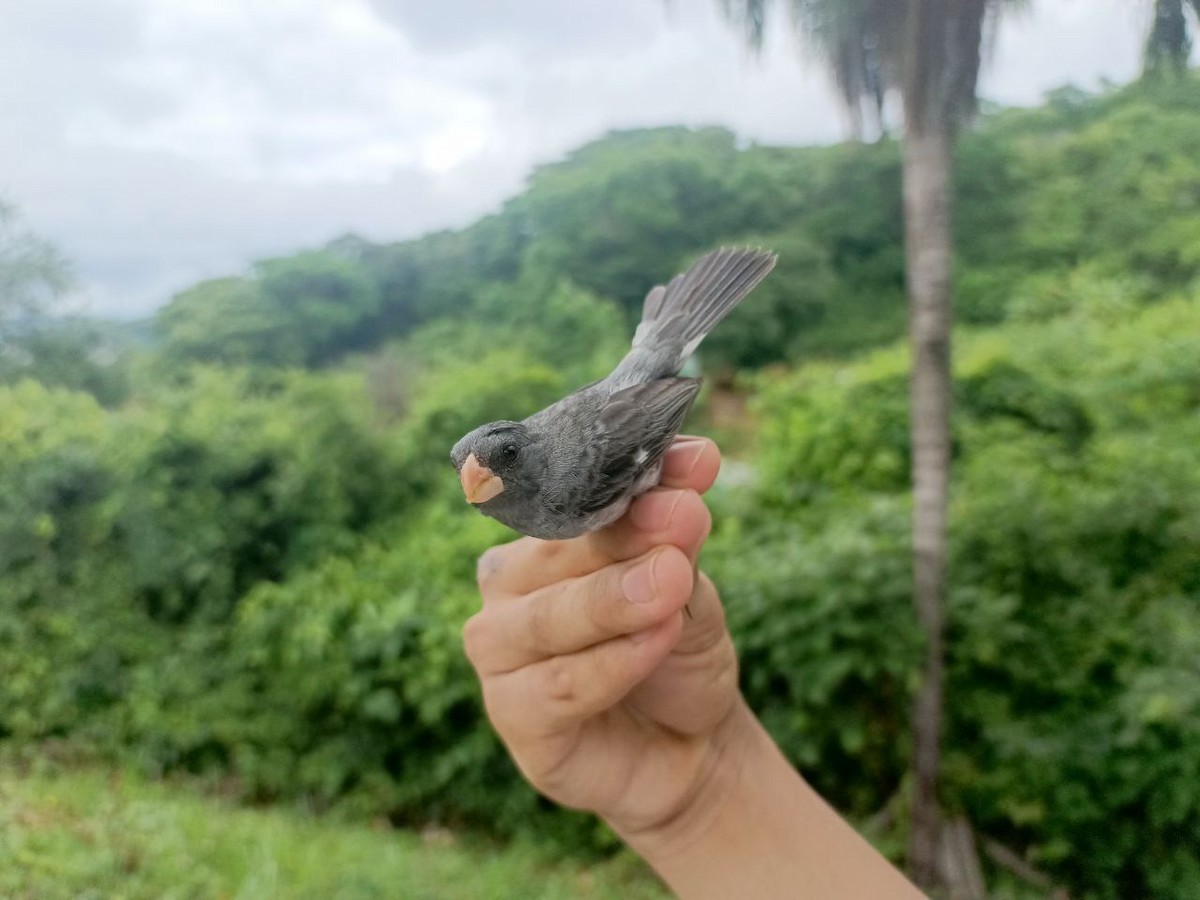 Gray Seedeater - ML619915978