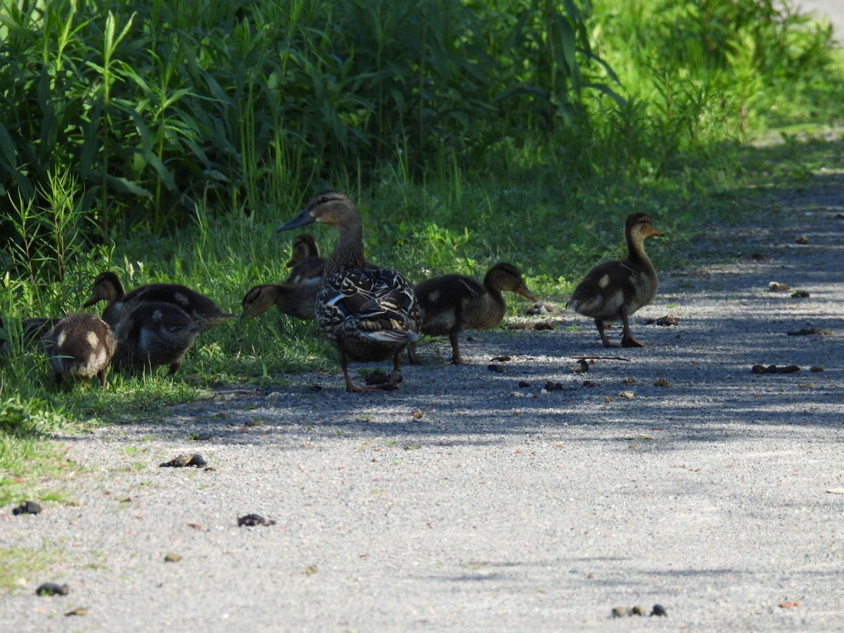 Mallard - ML619915987