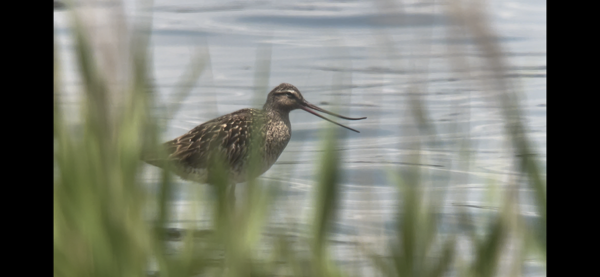 Bar-tailed Godwit - ML619916004