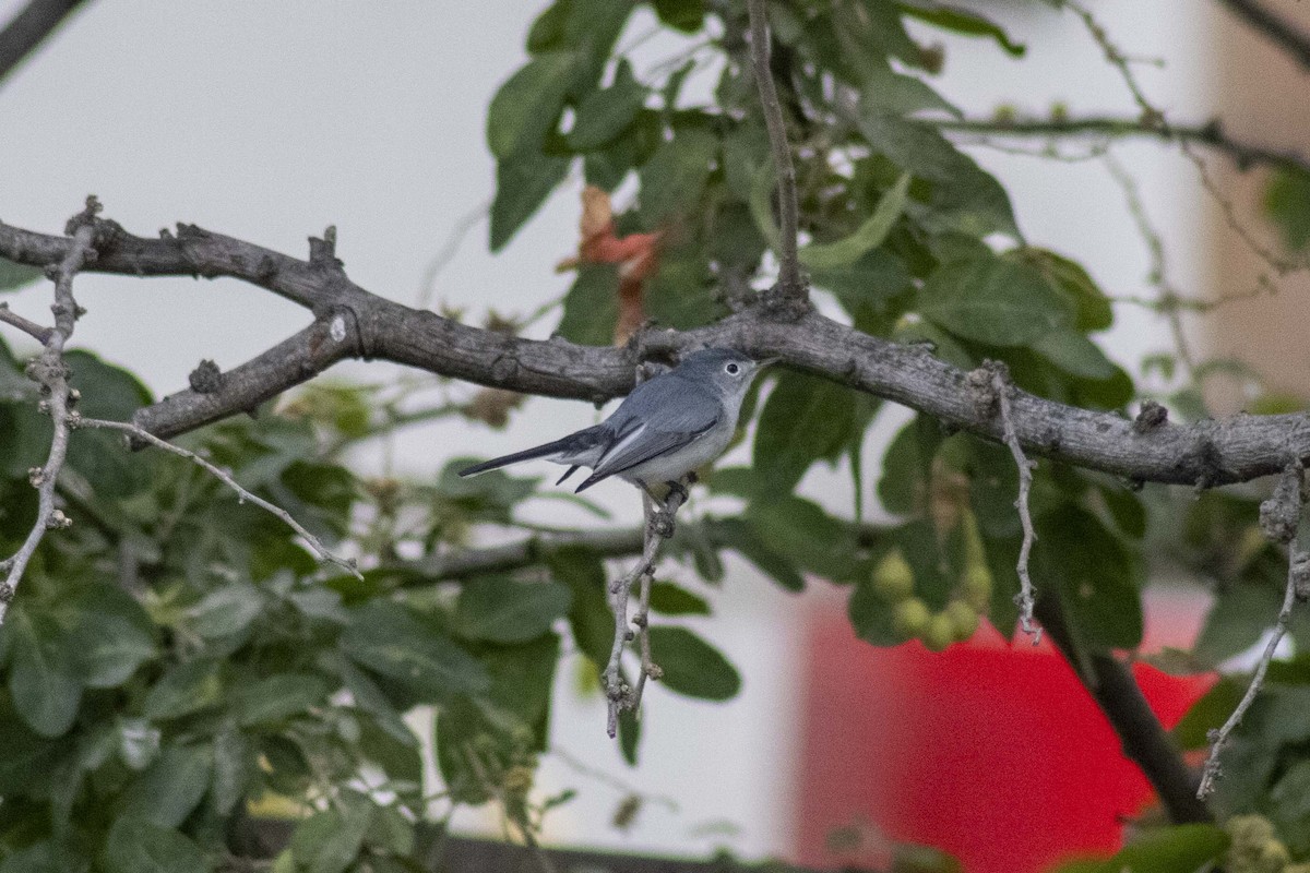 Blue-gray Gnatcatcher - ML619916008