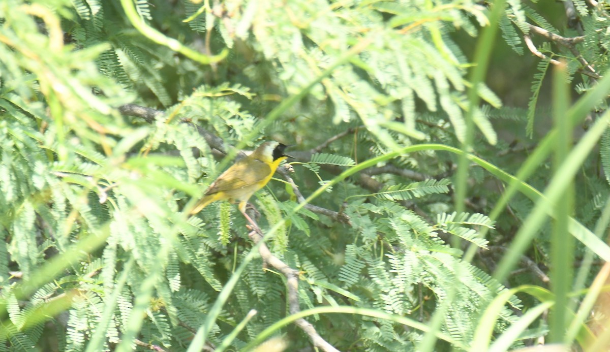 Common Yellowthroat - ML619916018