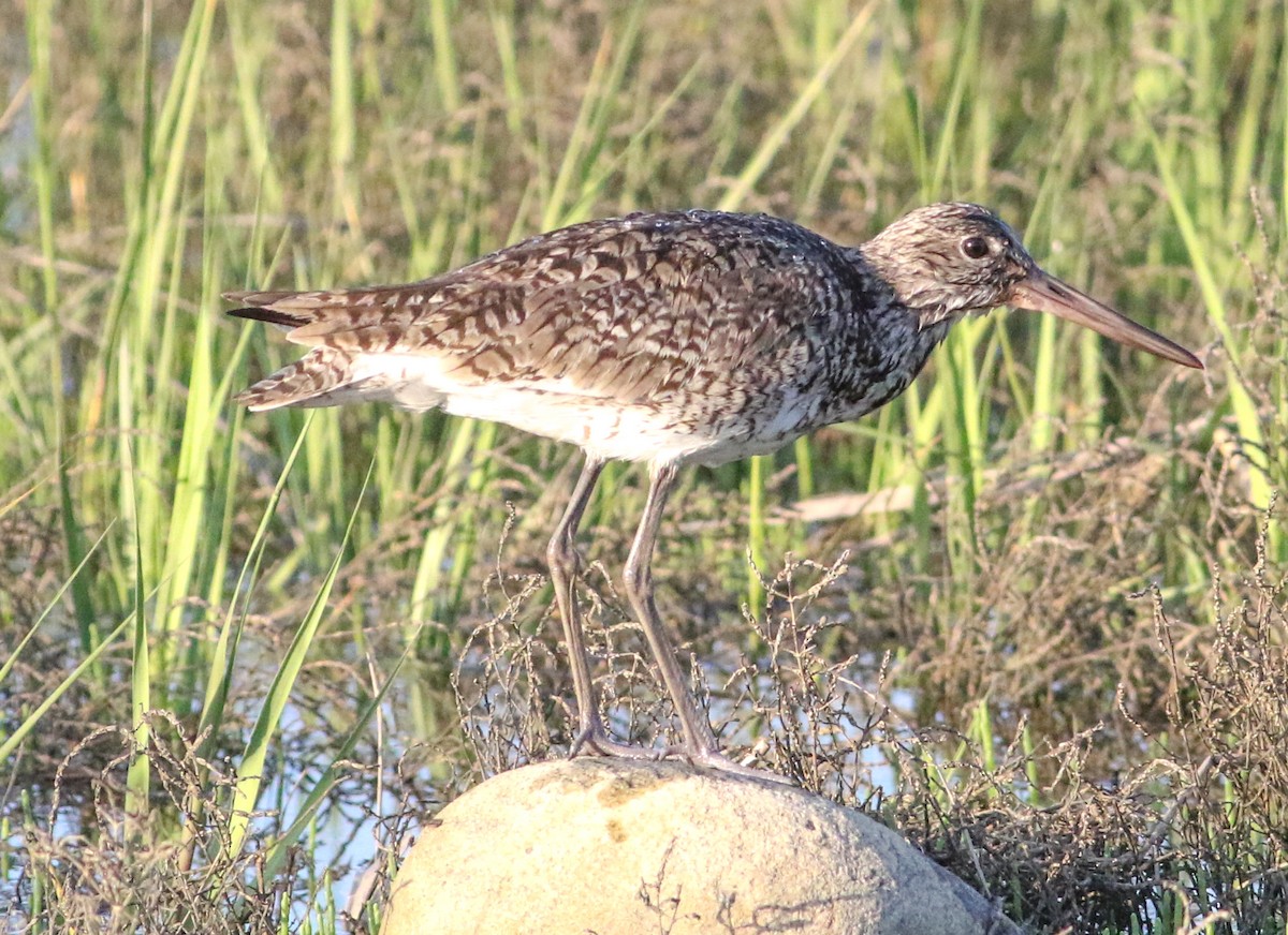 vodouš břehoušovitý (ssp. semipalmata) - ML619916020