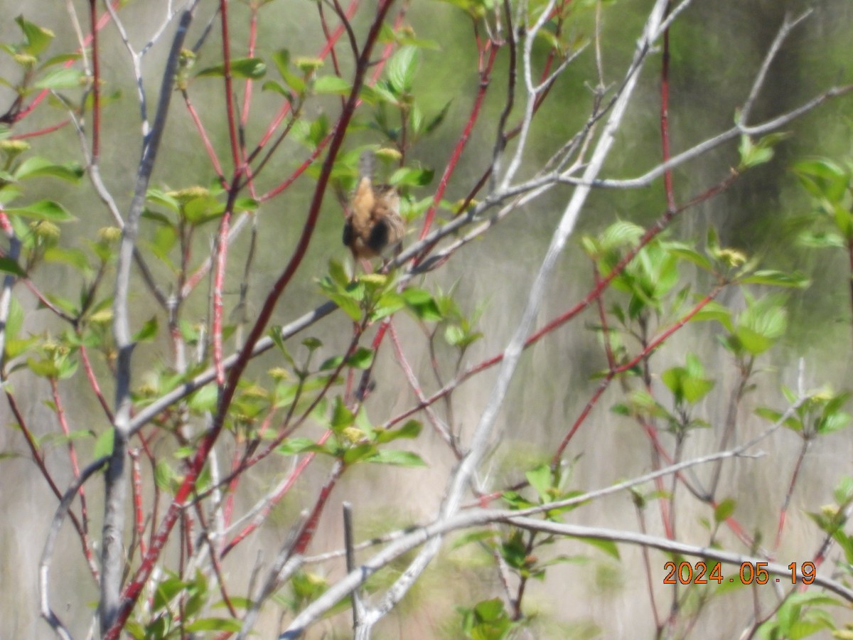 Sedge Wren - Lyne Pelletier