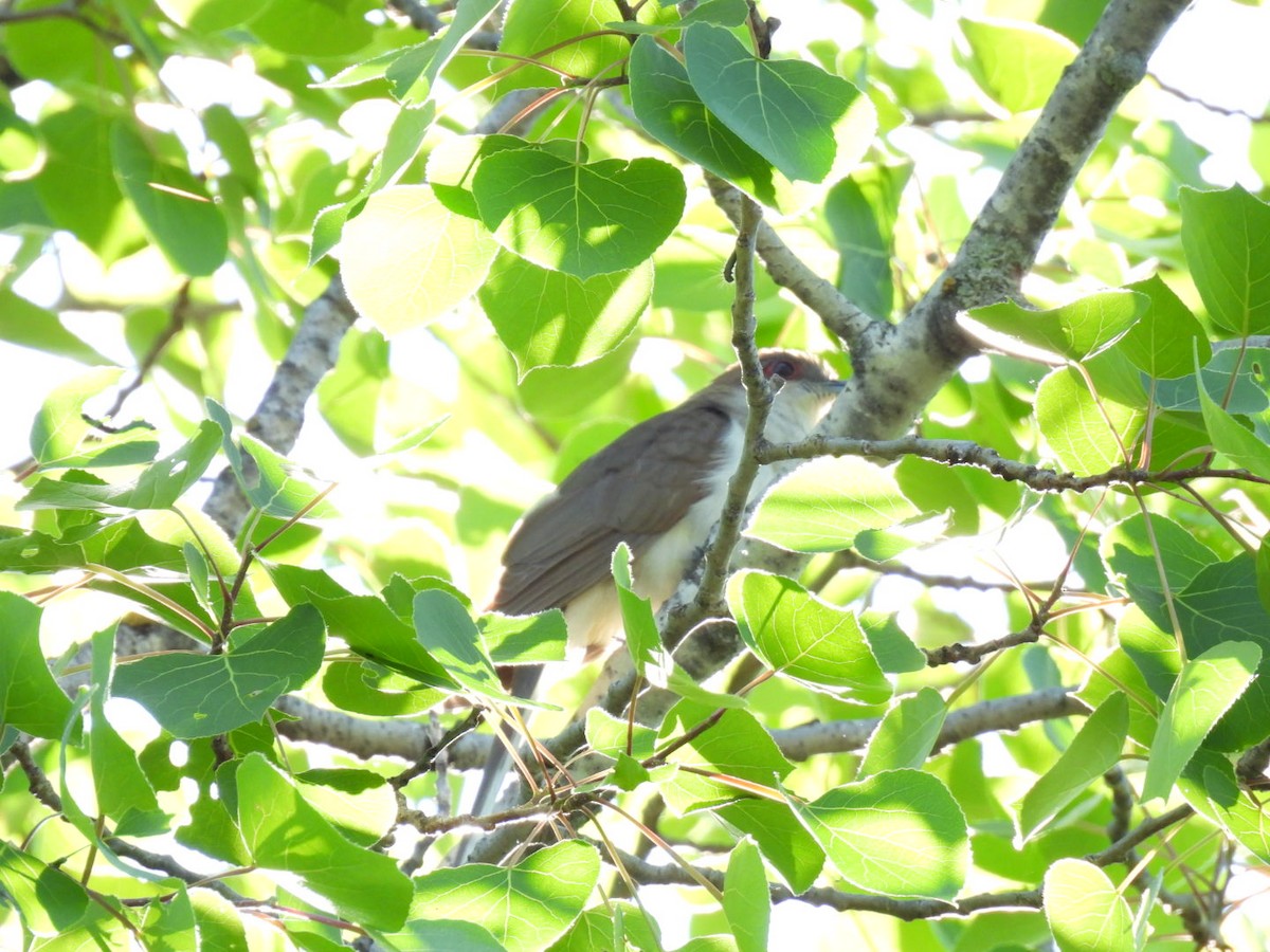 Black-billed Cuckoo - ML619916044