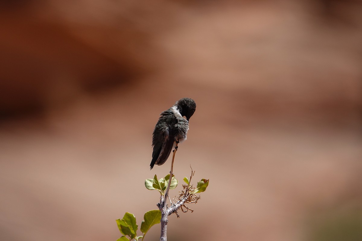 Black-chinned Hummingbird - ML619916048