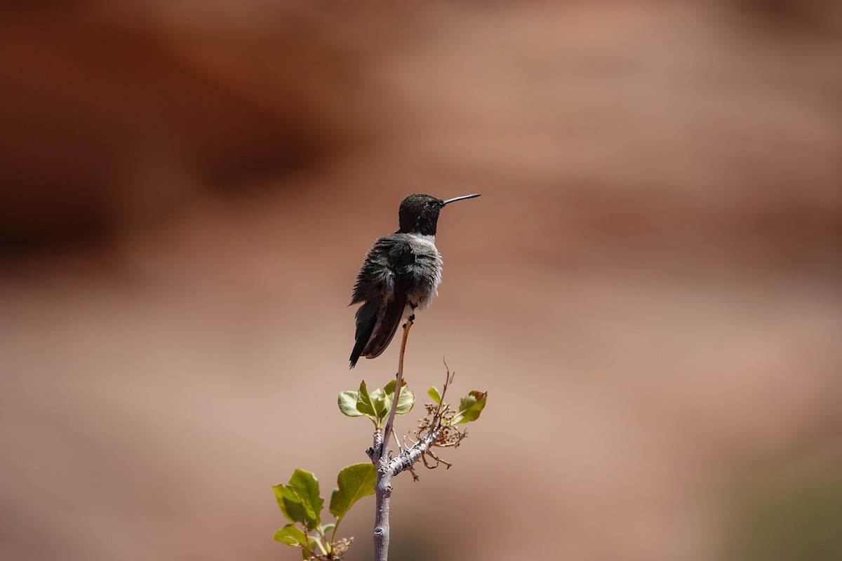 Black-chinned Hummingbird - ML619916049