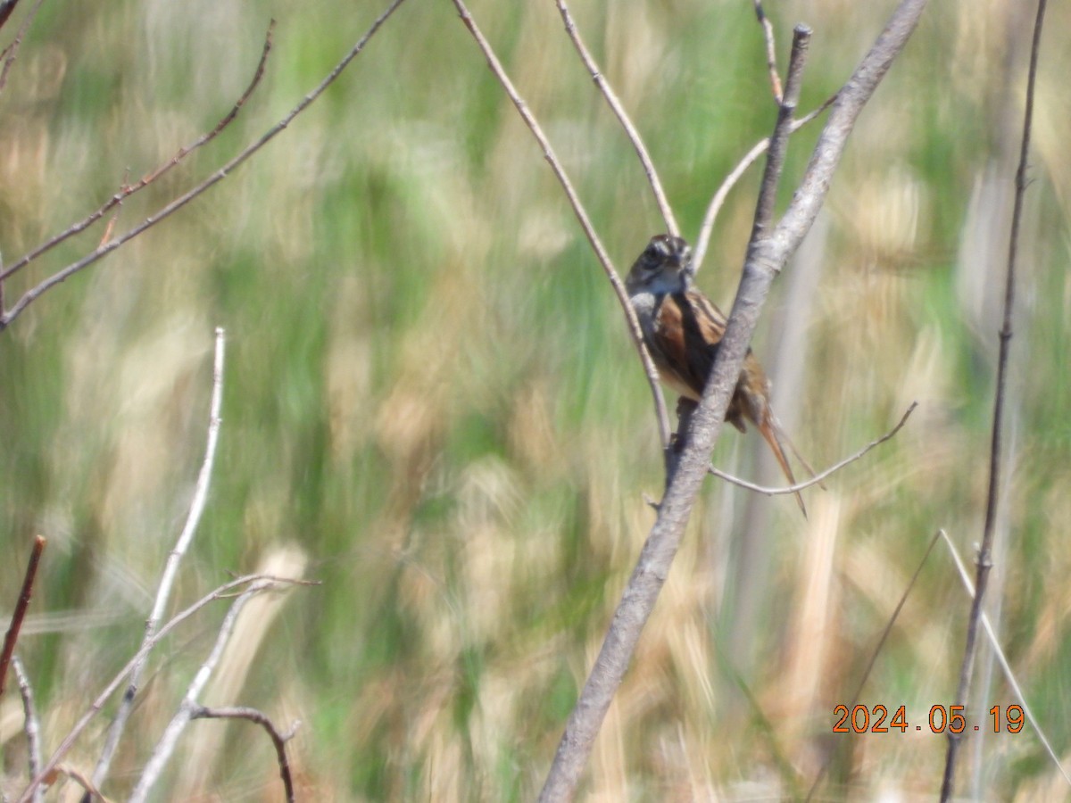Swamp Sparrow - ML619916056