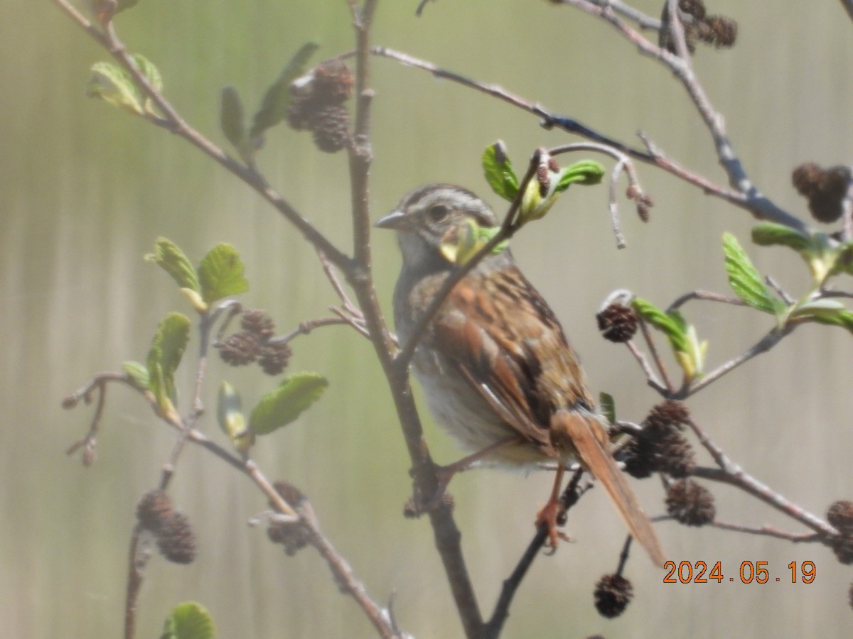 Swamp Sparrow - Lyne Pelletier