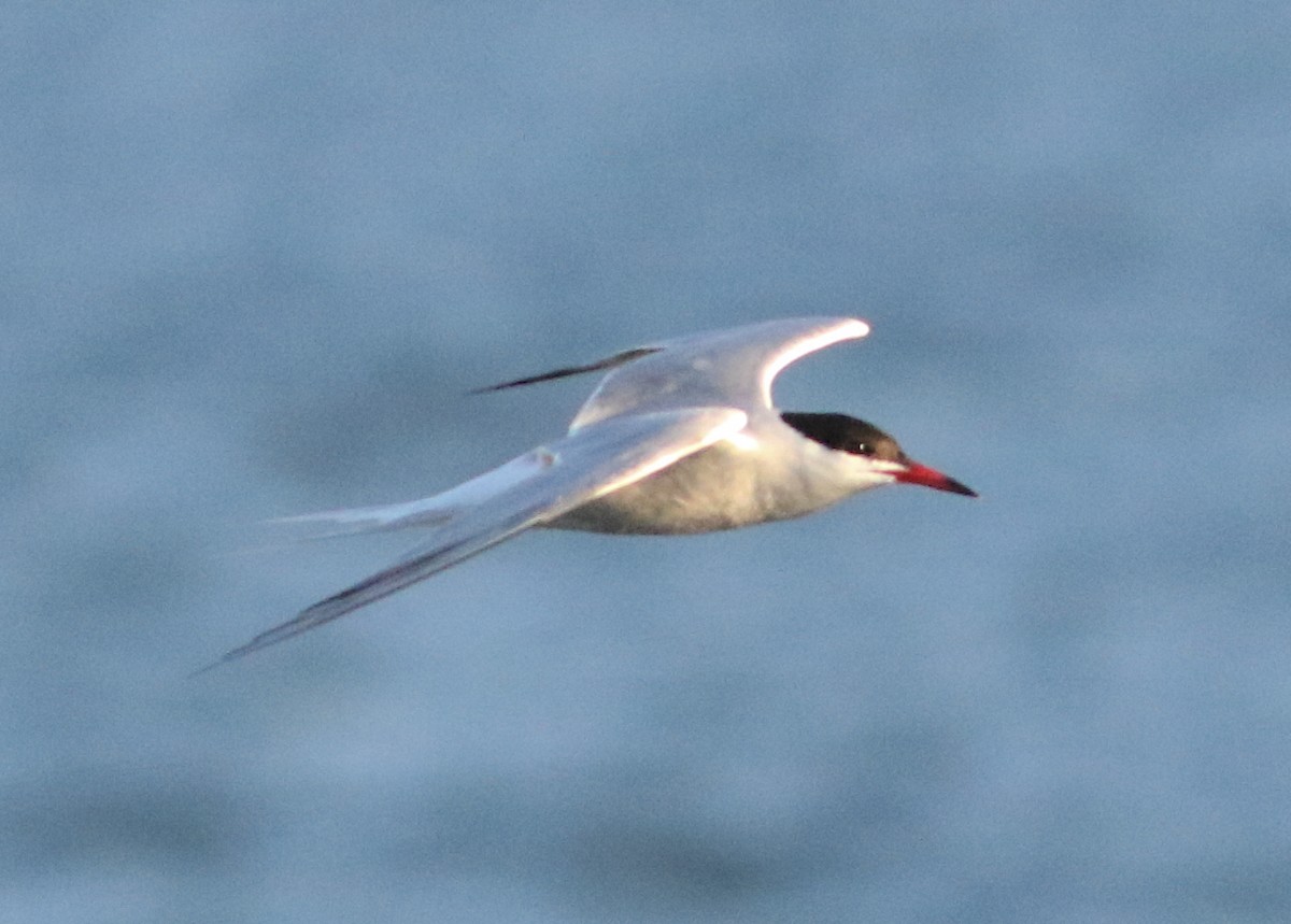 Common Tern - ML619916059