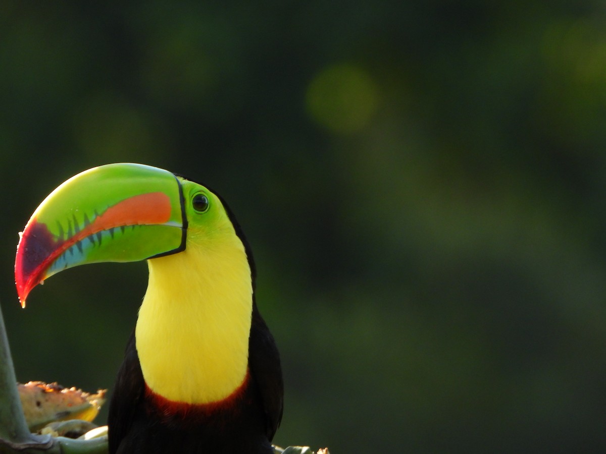 Keel-billed Toucan - Marvin Solis-Campos