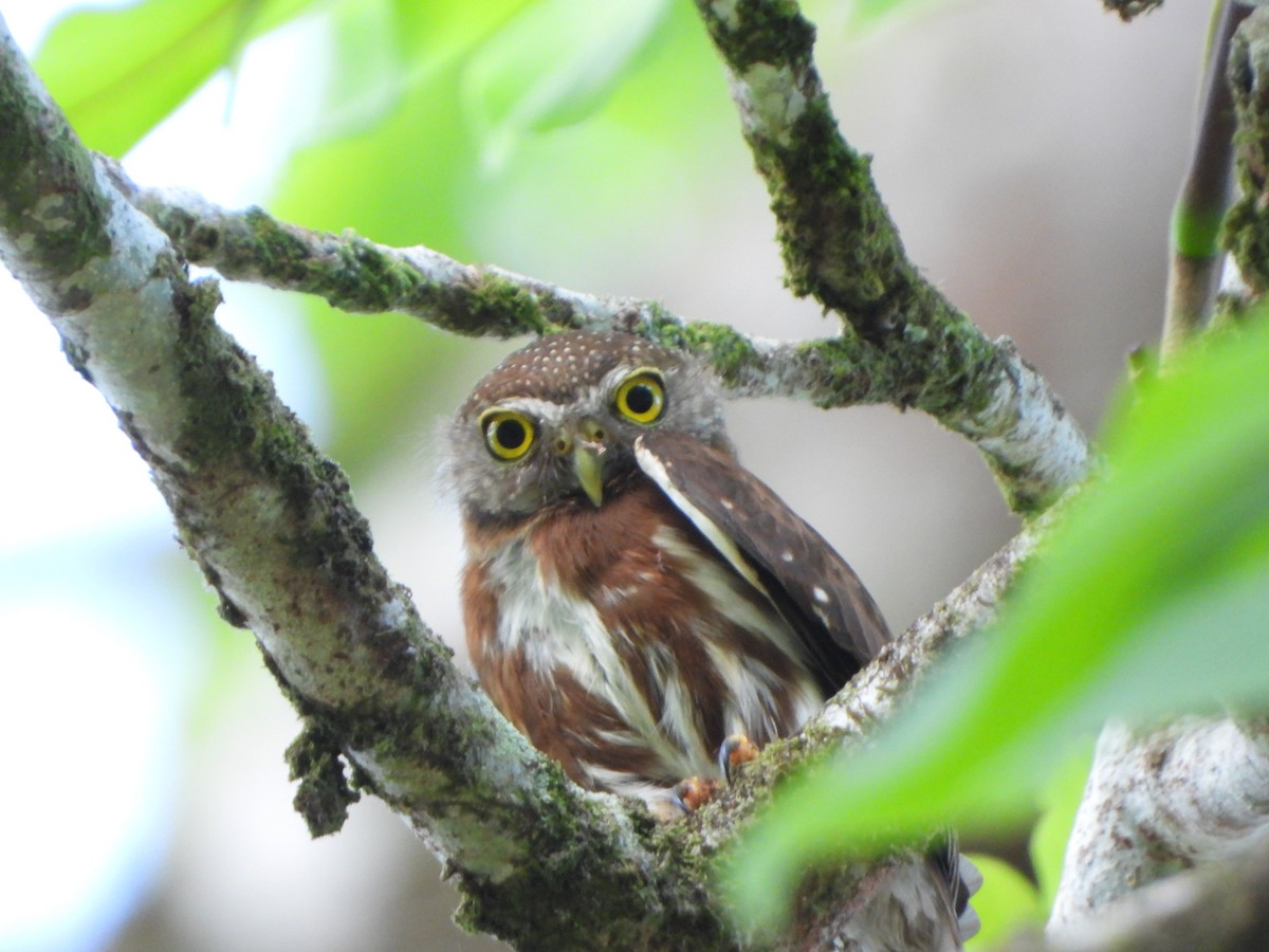 Central American Pygmy-Owl - ML619916075
