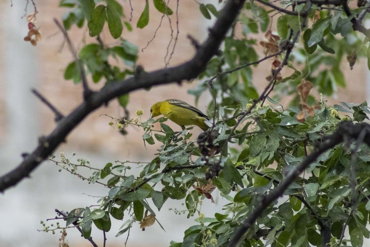 Orchard Oriole - ML619916077