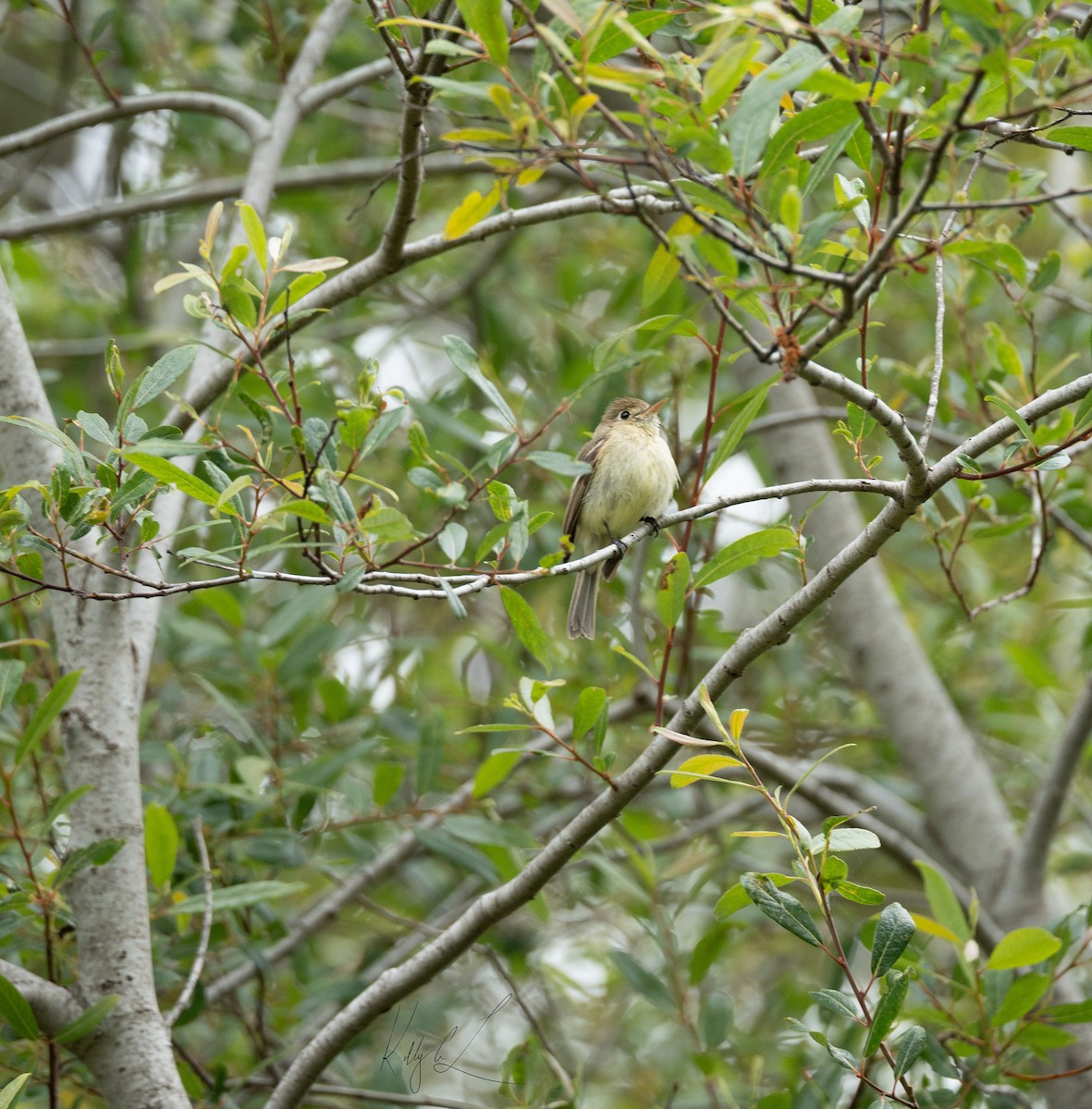 Western Flycatcher - Kelly Lance