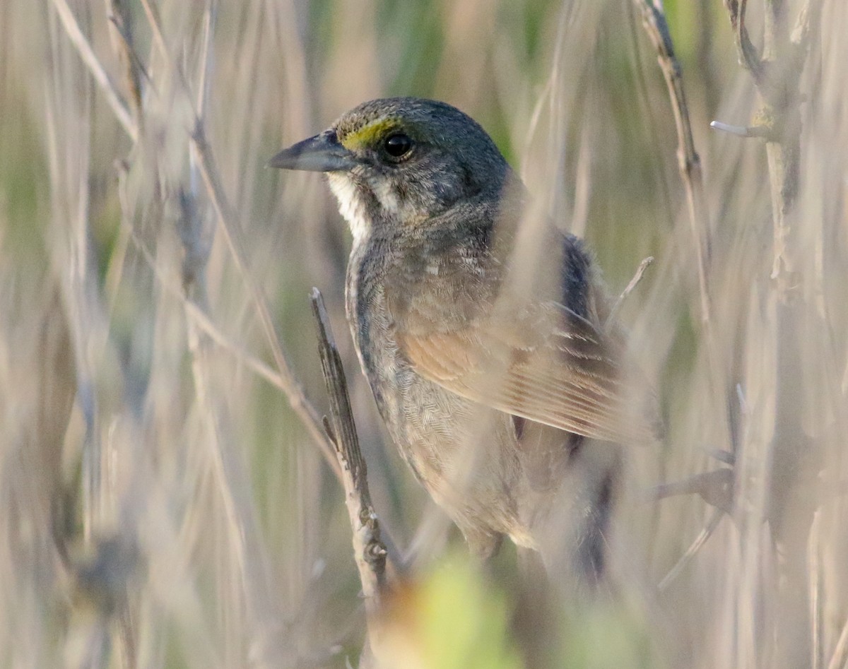 Seaside Sparrow (Atlantic) - ML619916089