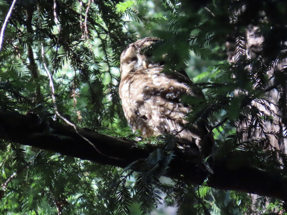 Spotted Owl (Northern) - ML619916119