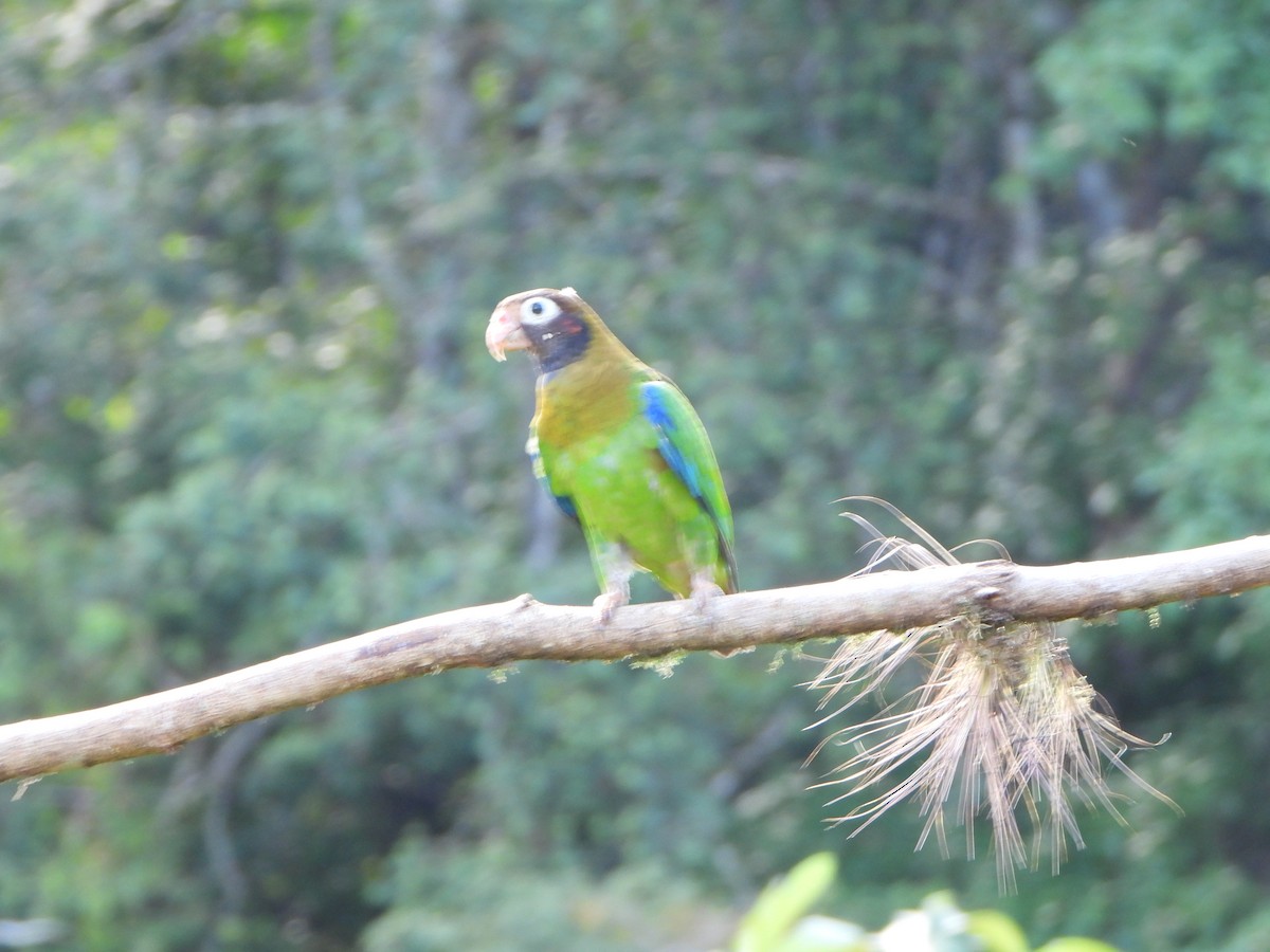 Brown-hooded Parrot - ML619916120