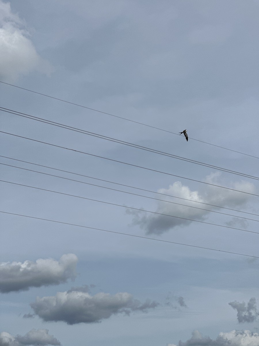 Swallow-tailed Kite - ML619916121