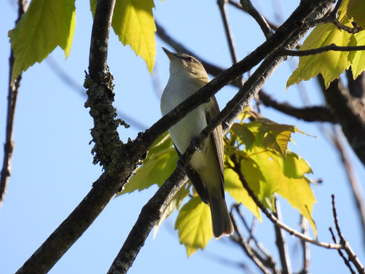 Vireo Ojirrojo - ML619916128