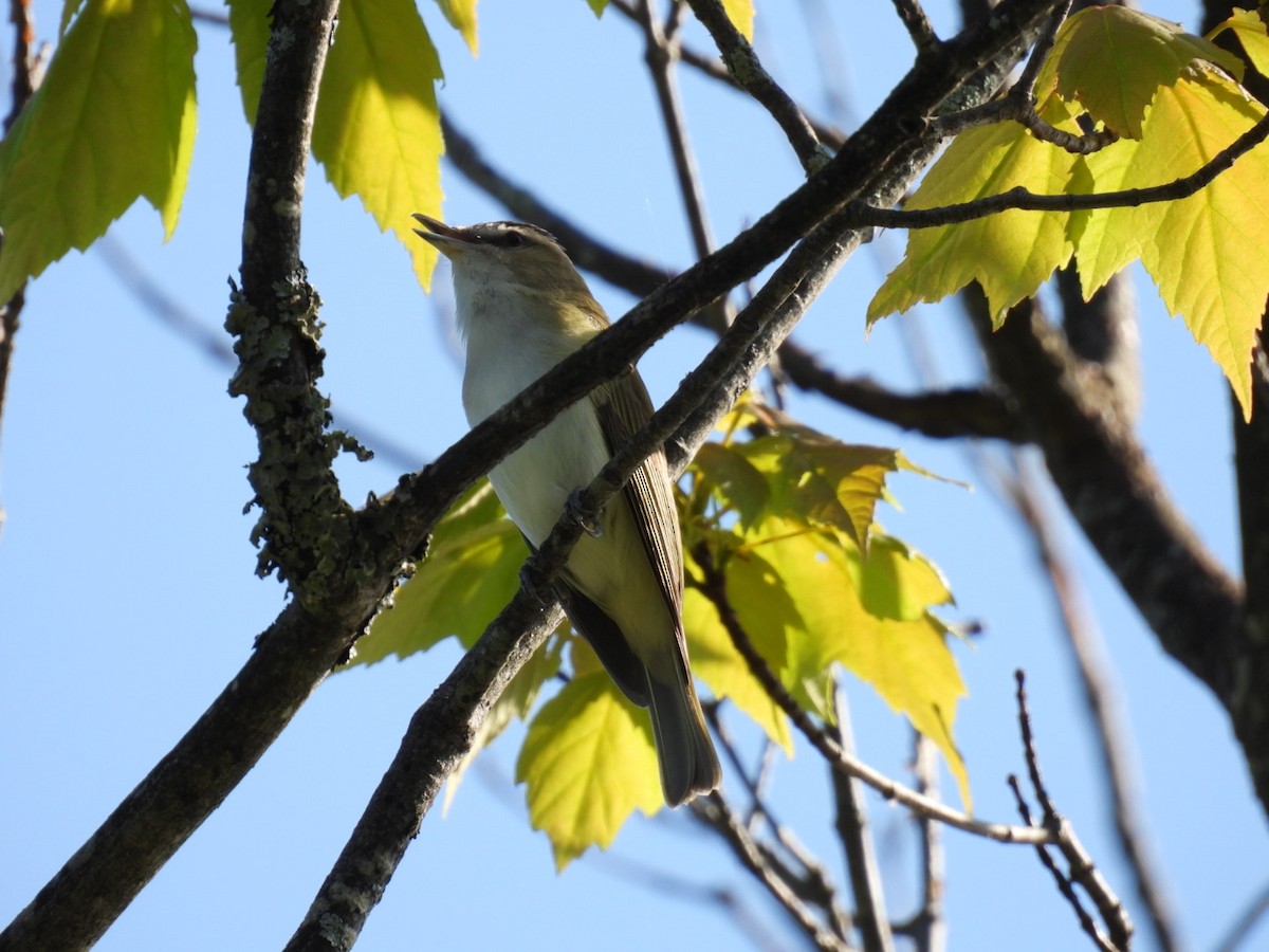 rødøyevireo - ML619916130