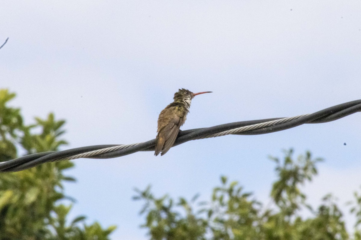 Green-fronted Hummingbird - ML619916140