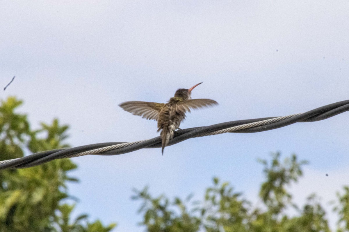 Green-fronted Hummingbird - ML619916141