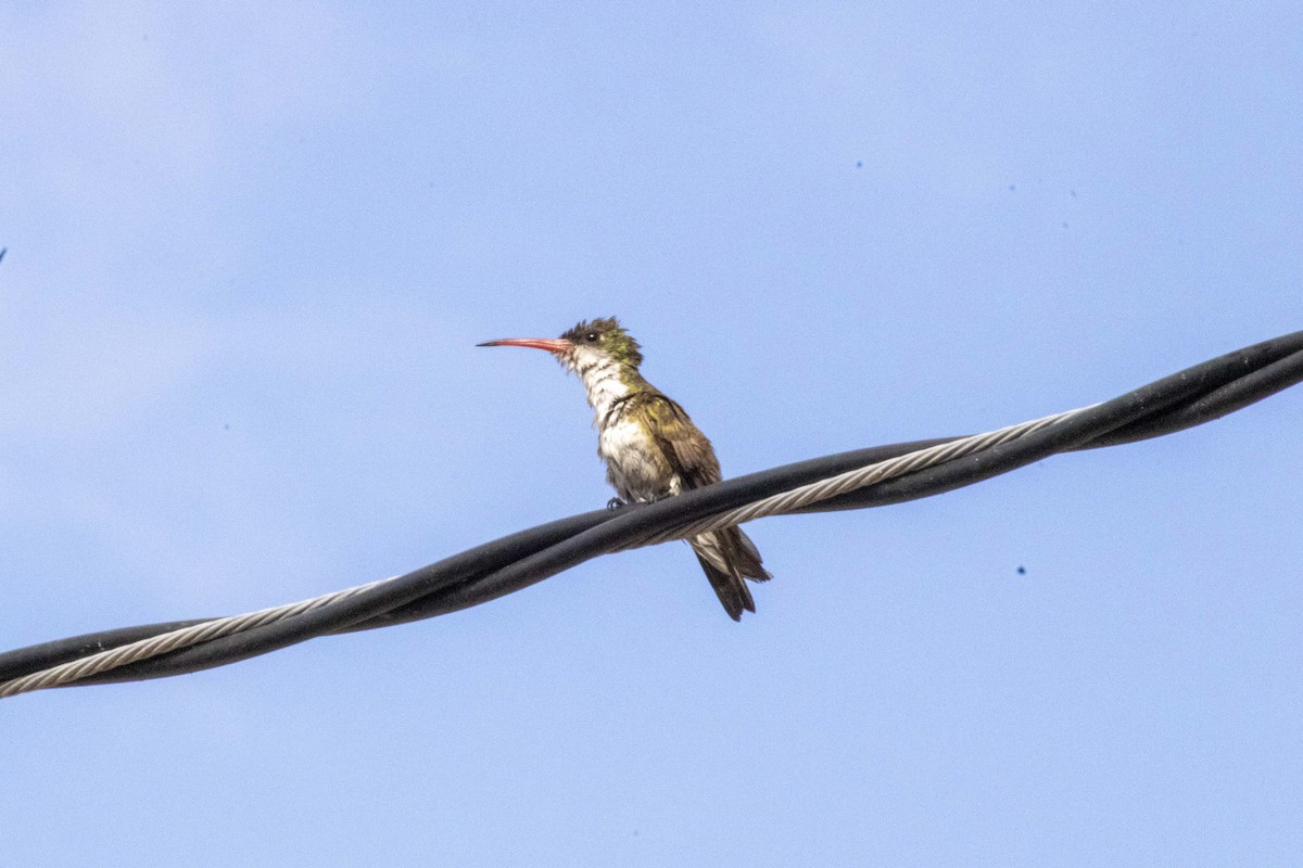 Green-fronted Hummingbird - ML619916142