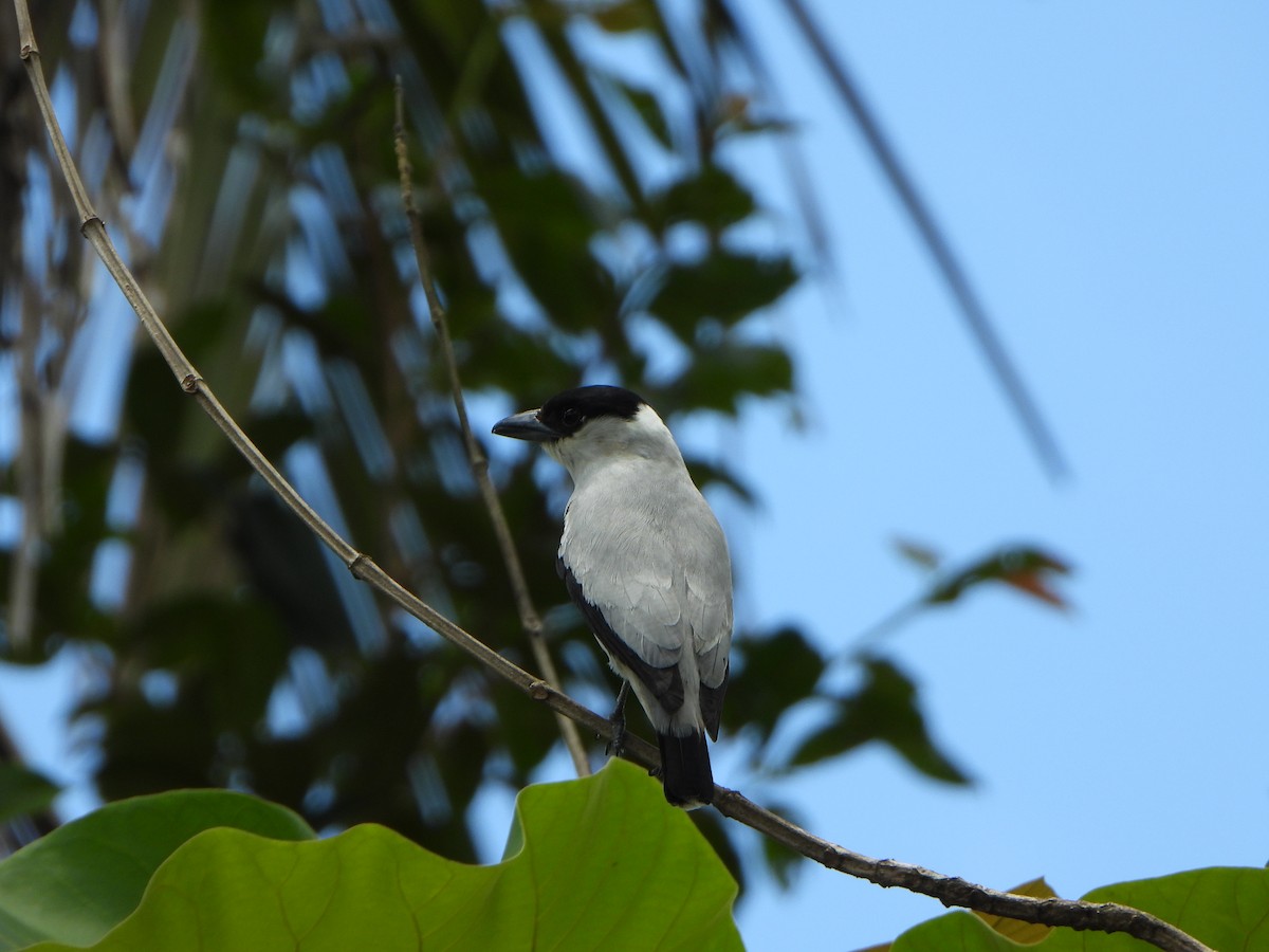 Black-crowned Tityra - ML619916156