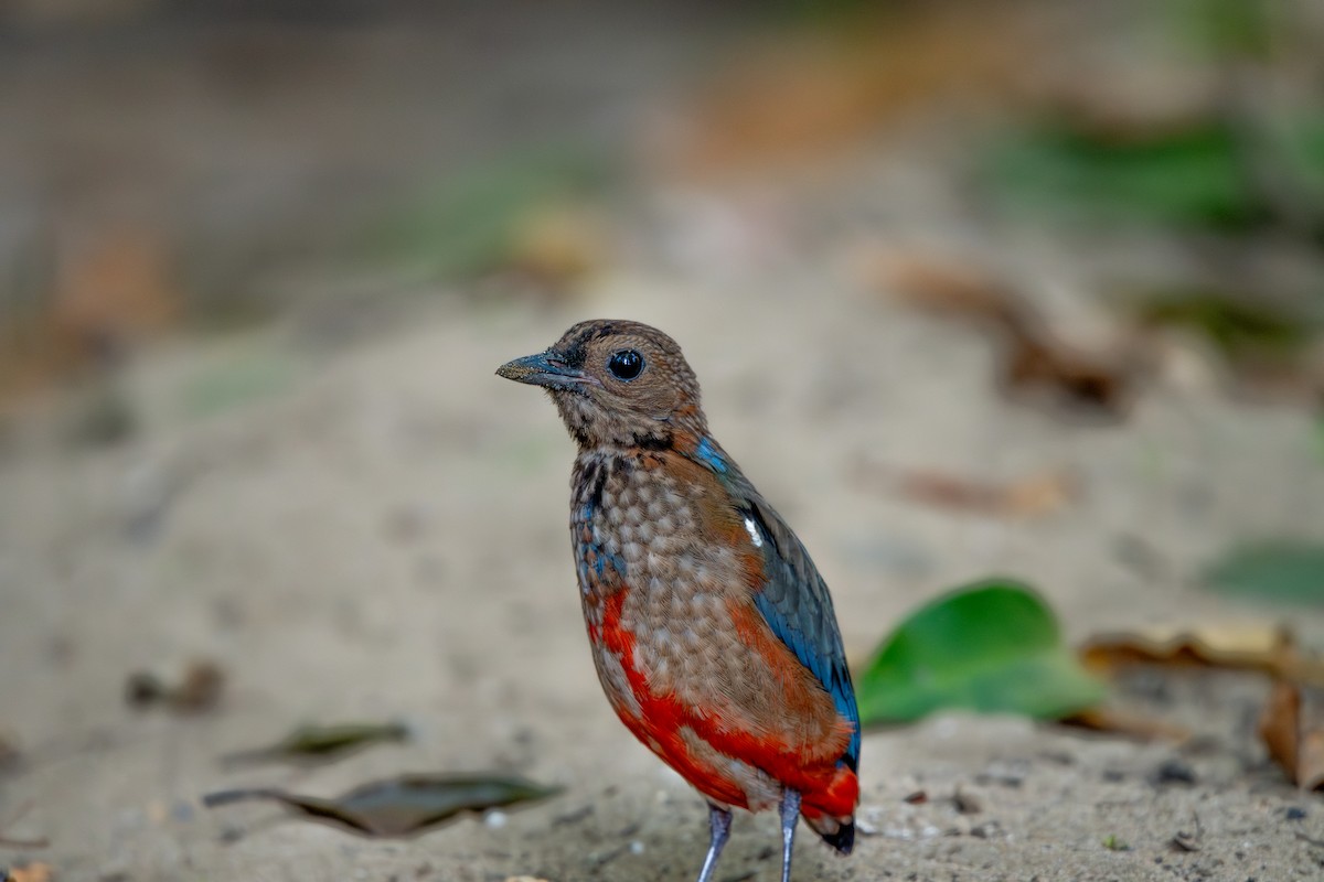 Philippinen-Blaubrustpitta - ML619916158