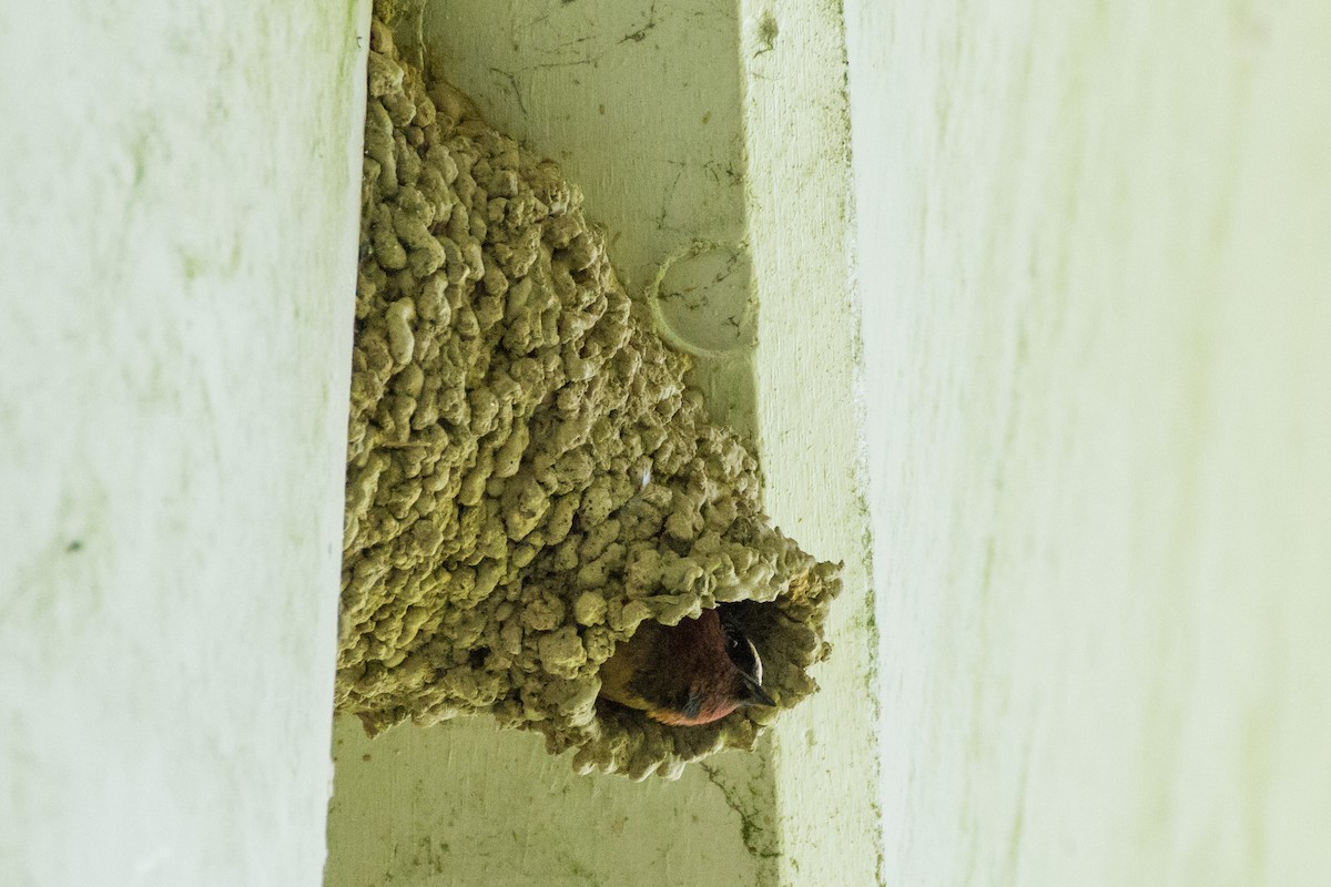 Cliff Swallow - ML619916166