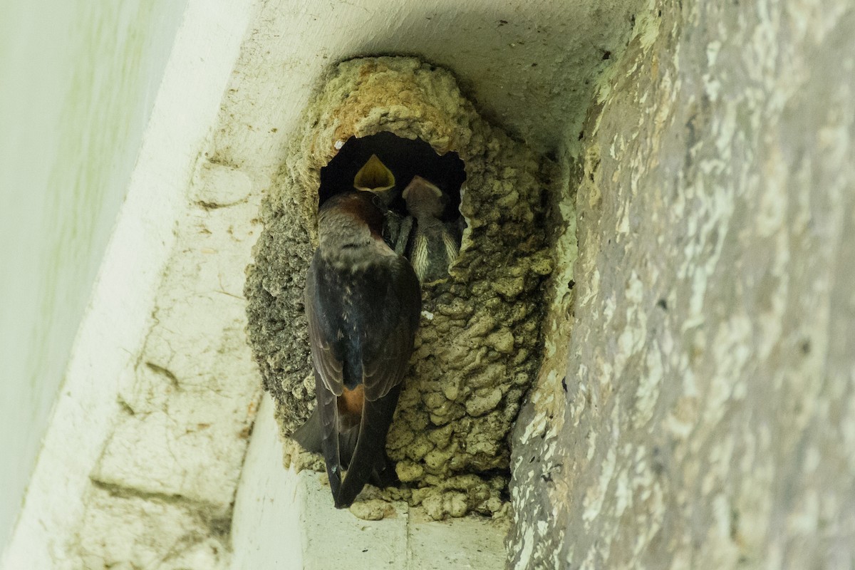 Cliff Swallow - ML619916174