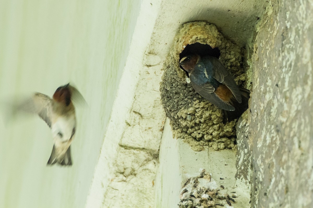 Cliff Swallow - ML619916178