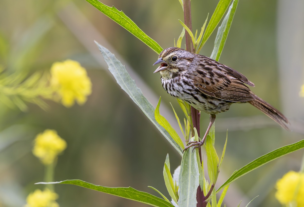 Song Sparrow - ML619916196