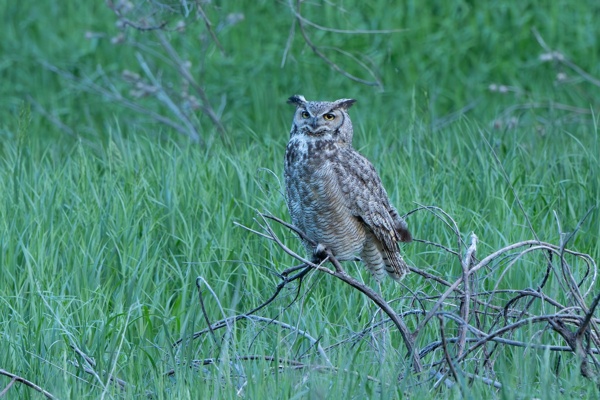 Great Horned Owl - ML619916211