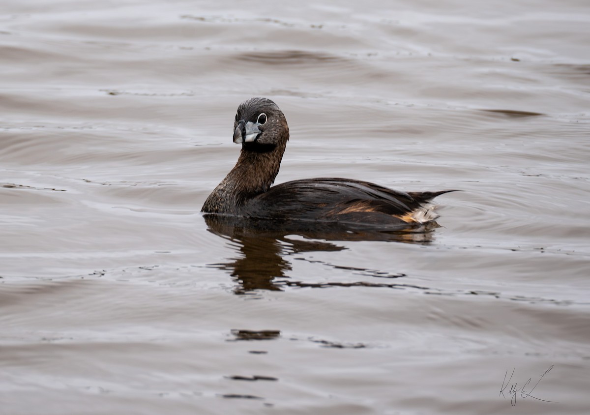 Pied-billed Grebe - ML619916214