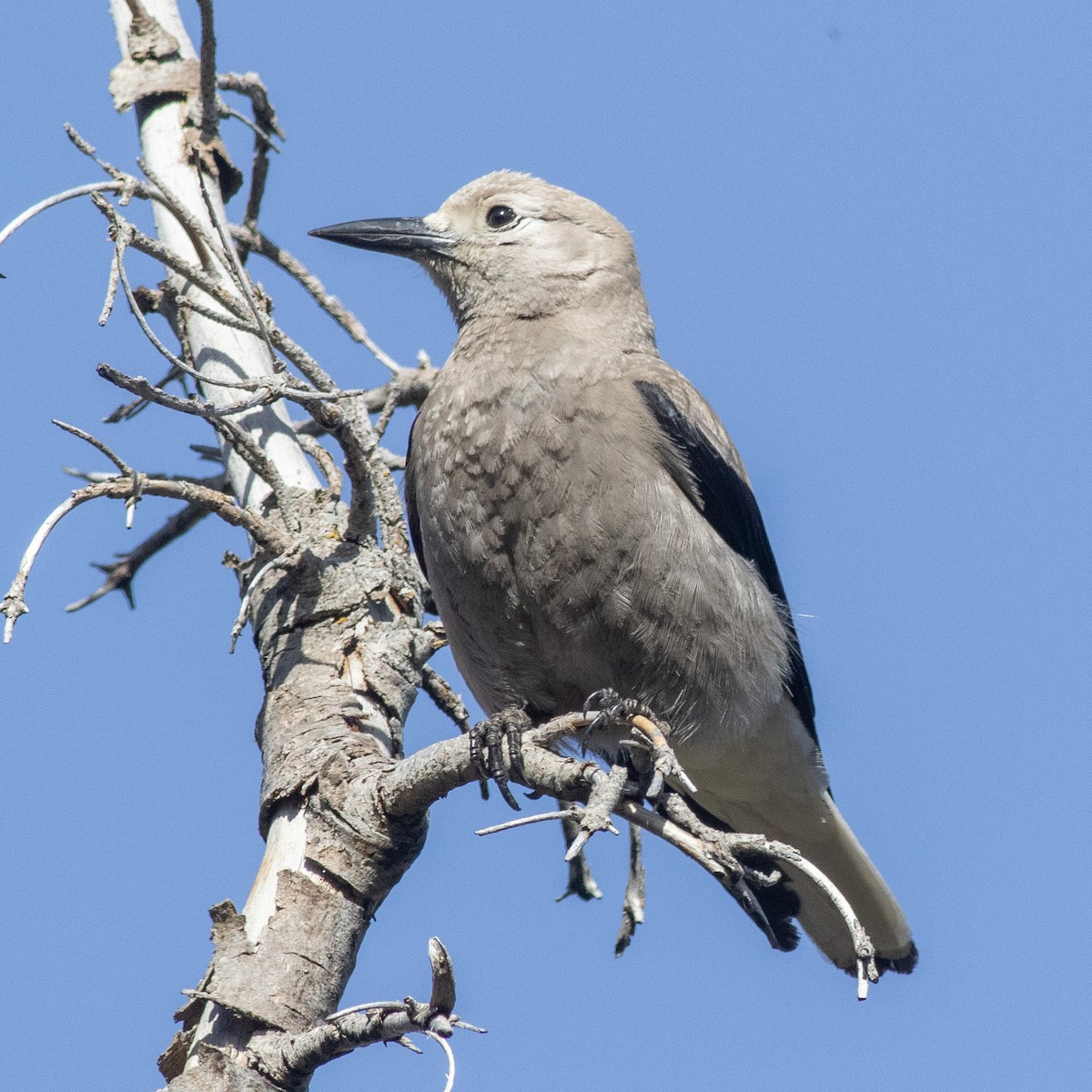 Clark's Nutcracker - ML619916215