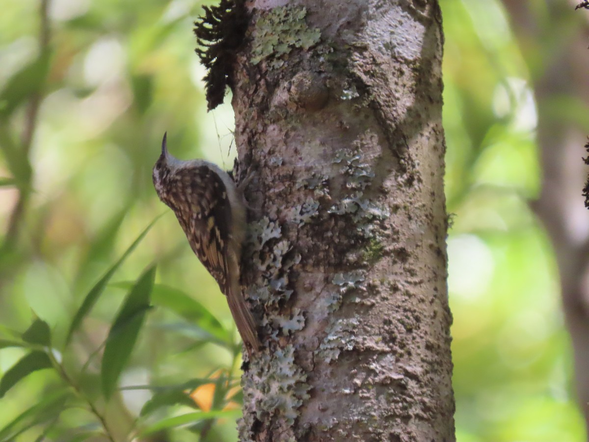 Brown Creeper - ML619916219